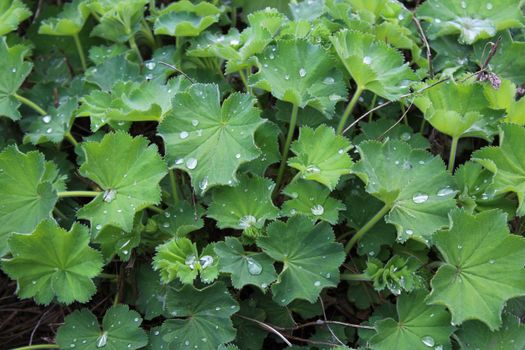 The picture shows lady`s mantle after the rain