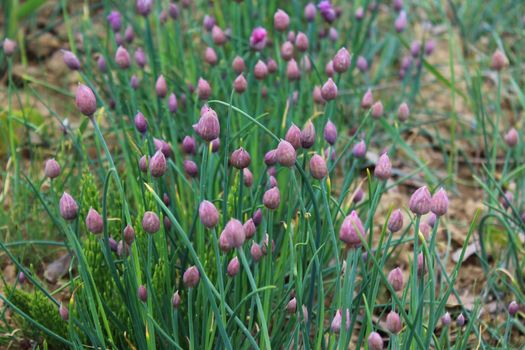 The picture shows a chive field in the garden