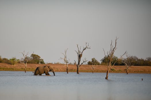 African elephant in the lake, wilderness