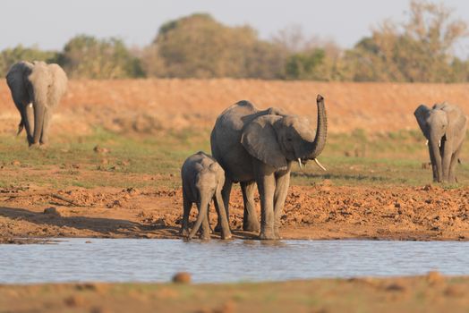 African elephant in the wilderness