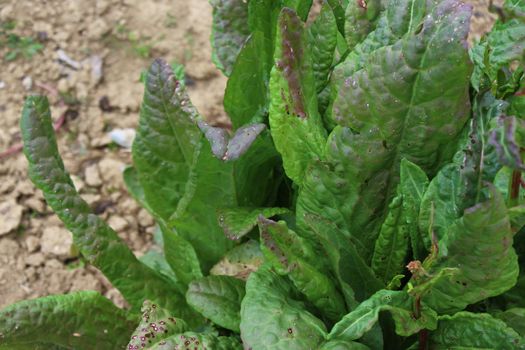 The picture shows a sorrel field in the garden