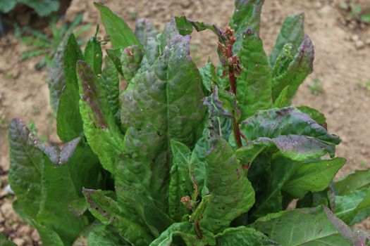 The picture shows a sorrel field in the garden