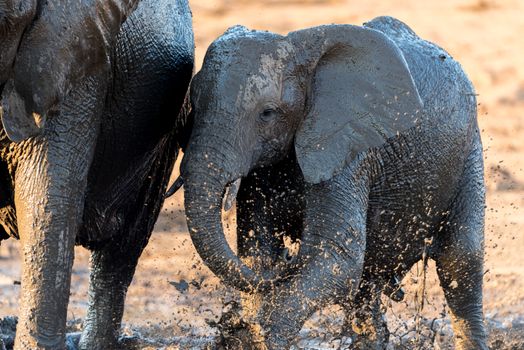 African elephants playing in the mud, in the wilderness