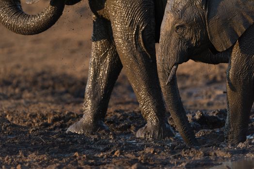 African elephant in the wilderness