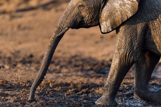 African elephant in the wilderness