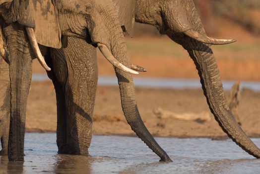 African elephant in the wilderness