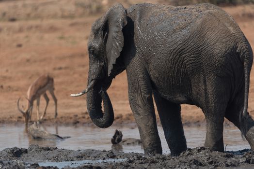 African elephant in the wilderness