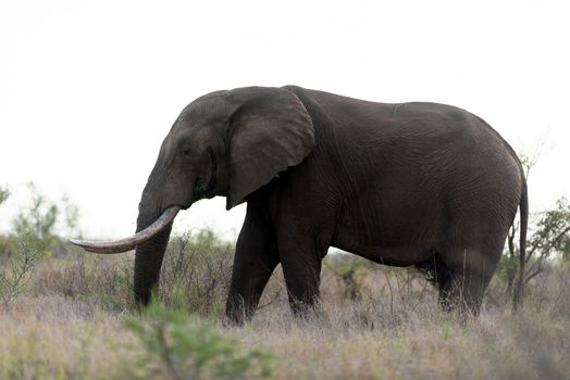 African elephant in the wilderness