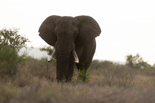 African elephant in the wilderness