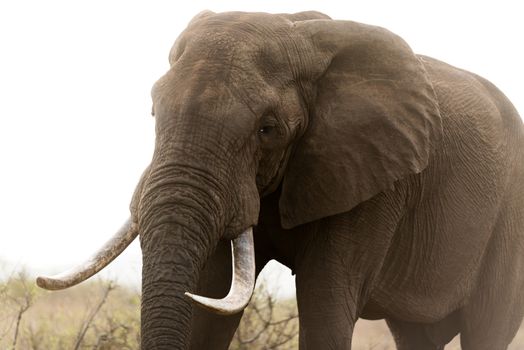 African elephant in the wilderness