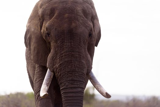 African elephant in the wilderness