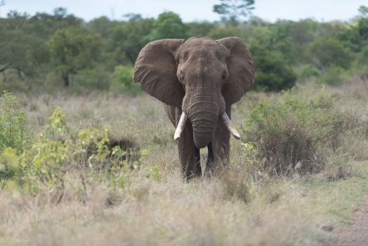 African elephant in the wilderness