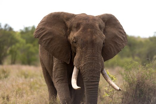 African elephant in the wilderness