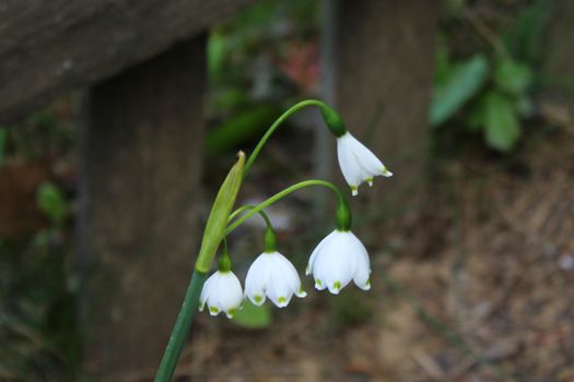 The picture shows spring snowflakes in the garden