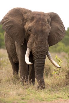 African elephant in the wilderness