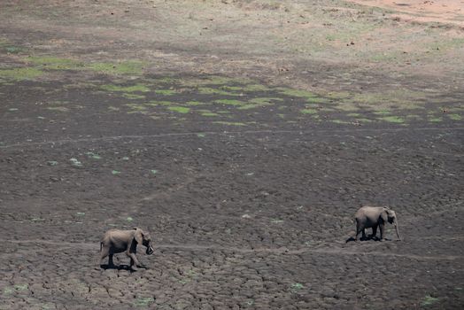 African elephant in the wilderness