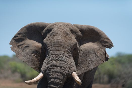 African elephant in the wilderness