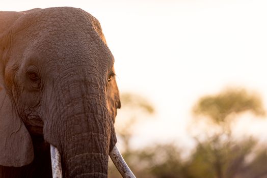 African elephant in the wilderness