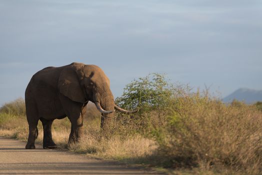 African elephant in the wilderness