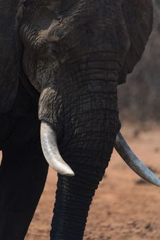 African elephant in the wilderness