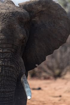 African elephant in the wilderness