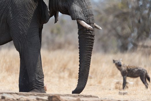 African elephant in the wilderness