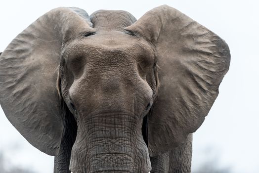 African elephant in the wilderness