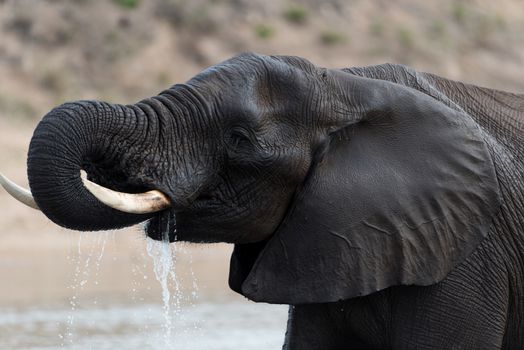 African elephant in the wilderness