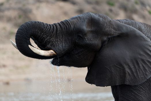 African elephant in the wilderness