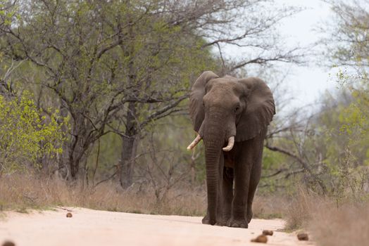 African elephant in the wilderness