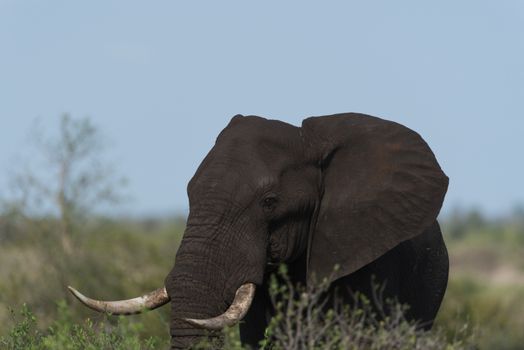 African elephant in the wilderness