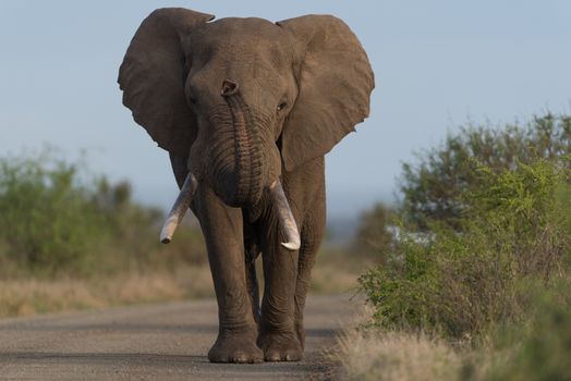 African elephant in the wilderness