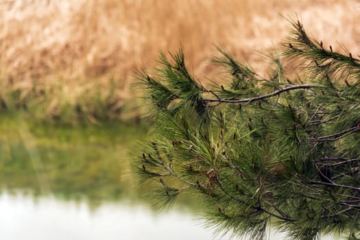 Green pine needles close-up with water background. Greece.