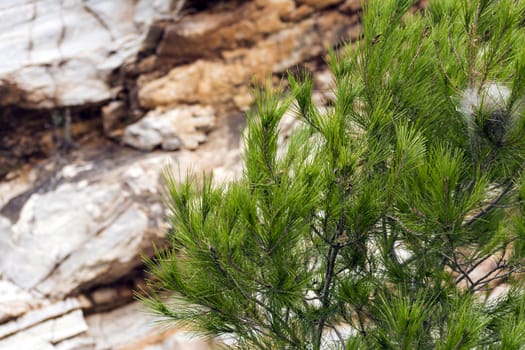 Green pine needles close-up with rocky background. Greece.