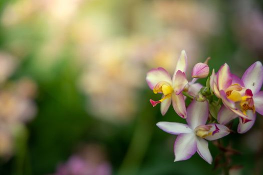 Beautiful blooming orchids in forest, On the bright sunshine