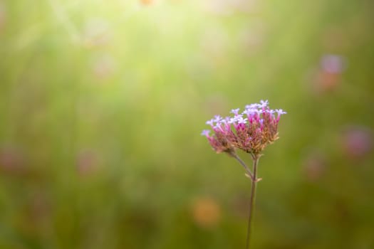 The background image of the colorful flowers, background nature