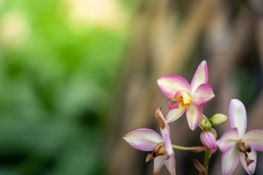 Beautiful blooming orchids in forest, On the bright sunshine