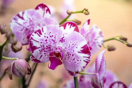 Beautiful blooming orchids in forest, On the bright sunshine