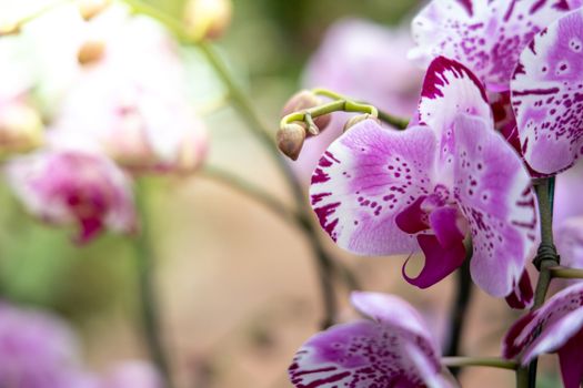 Beautiful blooming orchids in forest, On the bright sunshine