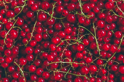 Background of Ripe and Juicy Red Currant.