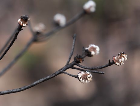 Charred seed pods germinate bring new birth of flora after bush fires in Australia
