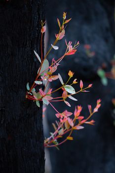 New plant growth on a burnt tree after the bush fires in Australia