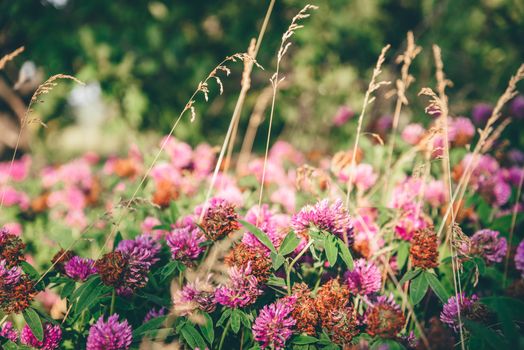 Meadow of Pink Clover Flowers on a Sunny Day. Selective Focus.