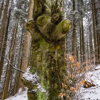 Snow shoe hike to the snow-covered Black Ridge near Isny in Allgau in winter