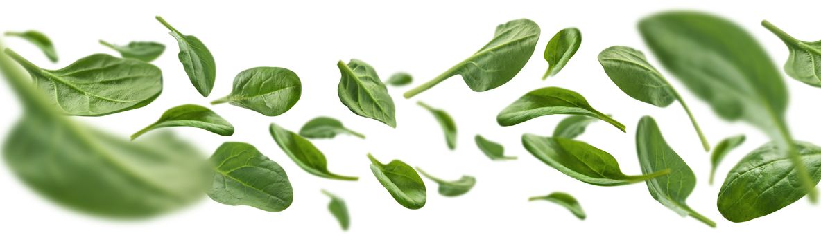 Green spinach leaves levitate on a white background.