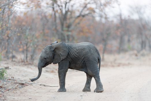 Elephant calf, baby elephant in the wilderness of Africa