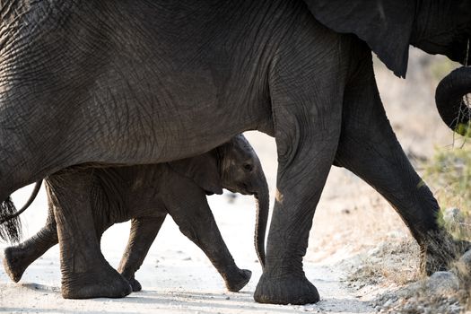 Elephant calf, baby elephant in the wilderness of Africa