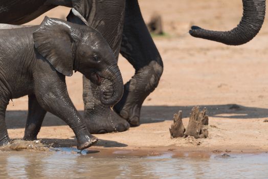 Elephant calf, baby elephant in the wilderness of Africa