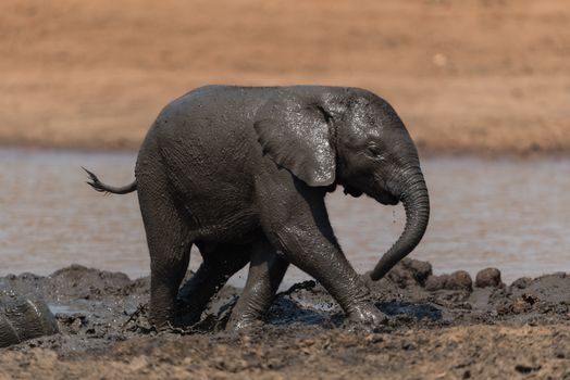 Elephant calf, baby elephant in the wilderness of Africa