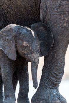 Elephant calf, baby elephant in the wilderness of Africa